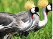 Crested Crane, Uganda's national bird, with a golden crown of feathers standing gracefully in a wetland – a highlight of self-drive safaris in Uganda.