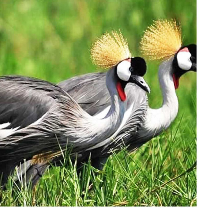 crested cranes Crested Crane, Uganda's national bird, with a golden crown of feathers standing gracefully in a wetland – a highlight of self-drive safaris in Uganda.