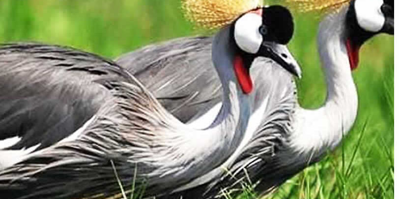 crested cranes Crested Crane, Uganda's national bird, with a golden crown of feathers standing gracefully in a wetland – a highlight of self-drive safaris in Uganda.